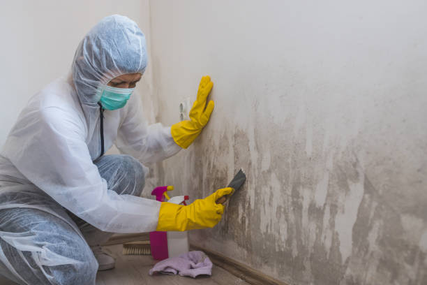 Best Commercial Mold Remediation in Lawrence, MA